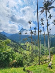 Wax palm trees rising amid lush green rolling hills, misty clouds enveloping verdant colombian landscape of cocora valley