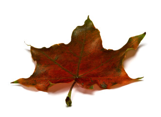 Brown dry autumnal maple leaf