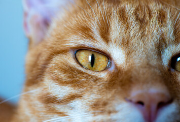 Close up of orange tabby cat face with focus on yellow eye and fur texture. Domestic animal and pet photography. 