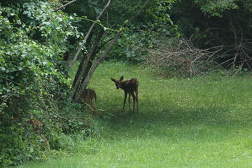 Doe Deer Baby Bambi Triplets