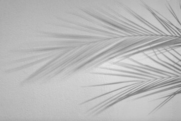 Shadows of tropical palm branches on white background. Black and white toning