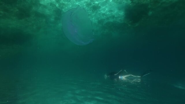 A stingless moon jellyfish &ndash; Aurelia aurita &ndash; floats in slow motion just beneath the surface. Its iridescent bell shimmers in the light. Check my portfolio for more jellyfish footage.