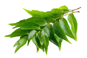 Fresh curry leaves on a branch against a white background for culinary use and flavor enhancement in dishes