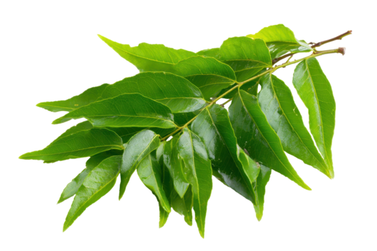 Fresh curry leaves on a branch against a white background for culinary use and flavor enhancement in dishes