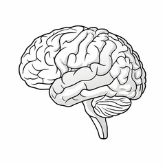 3d brain outline illustration jpg on white background
