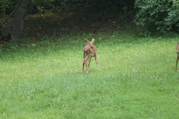 Doe Deer Baby Bambi Triplets