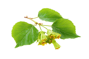 Linden tree branch displaying leaves and yellow-green flowers in springtime setting
