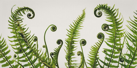 Green fern leaves and curled fiddleheads on white background, AI generated