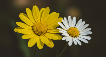 beautiful yellow daisy, AI Generation