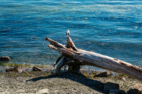 West Seattle Bird On Log 2 - Powered by Adobe