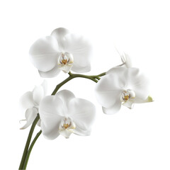 Elegant white orchids blooming serene beauty nature's grace