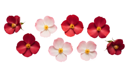 Five rose petals of various sizes on a white backdrop

