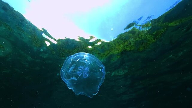 A stingless jellyfish &ndash; Aurelia aurita &ndash; floats in slow motion just beneath the surface. Its iridescent bell shimmers in the light. Check my portfolio for more jellyfish footage.