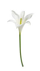 Obraz premium white flower isolated on white