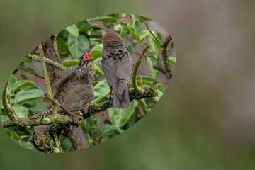 Cheeks of Asian Koel asking for the food from male Koel