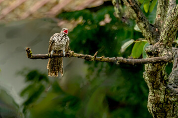 Indian Koel is singing on the tree in forest