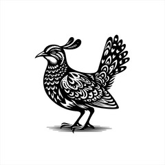 Fototapeta premium Ornate quail isolated on white background