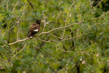 Indian Myna or Common Myna on the tree in forest