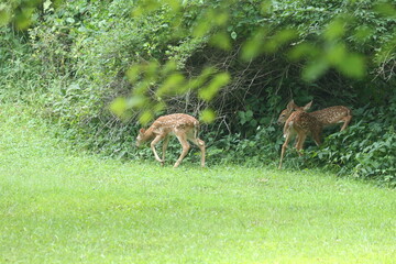 Doe Deer Baby Bambi Triplets