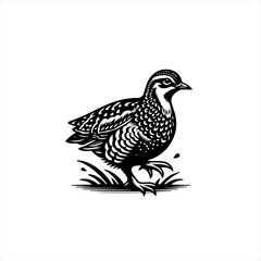 Fototapeta premium Black and white quail illustration