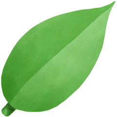 Jungle leaves, green tropical leaves cartoon.
