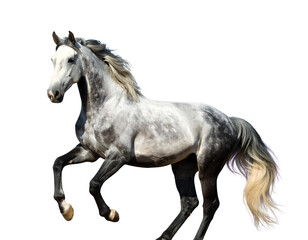 Fototapeta premium horse png image
