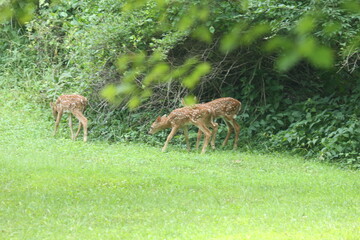 Doe Deer Baby Bambi Triplets
