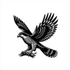 Obraz premium Hawk in flight isolated on white