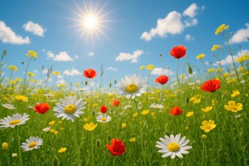 Vibrant wildflowers under sunny sky.