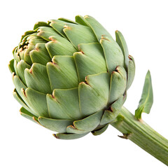Fresh artichoke isolated on transparent background