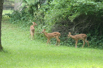 Doe Deer Baby Bambi Triplets