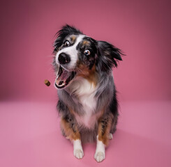 Fototapeta premium australian shepherd