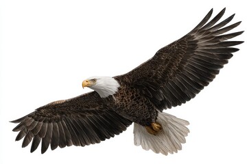 Obraz premium Majestic American bald eagle soaring gracefully with wide wingspan against a transparent backdrop showcasing its powerful flight
