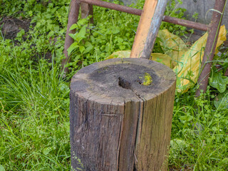 An aged tree stump stands amidst vibrant green grass in a natural setting.