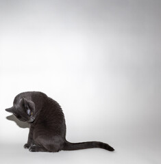 cat on a white background