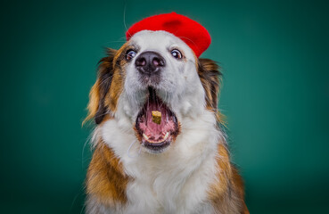 dog in santa hat