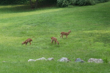Doe Deer Baby Bambi Triplets