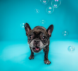 french bulldog puppy