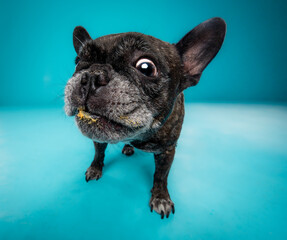 french bulldog puppy