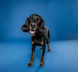 portrait of a black dog