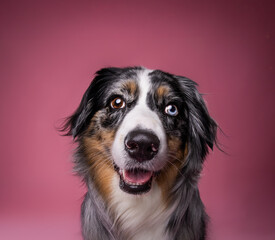 australian shepherd