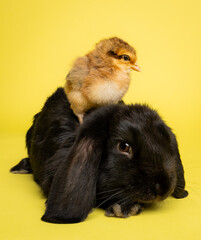 chick and bunny