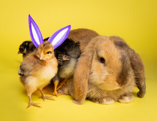 chicks and bunny