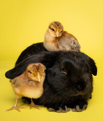 baby chicken and chick