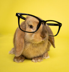bunny with glasses