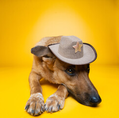 dog with hat