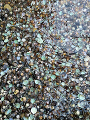 Seashells Underwater. Natural Textured Abstract Background Wallpaper of the Ocean Floor