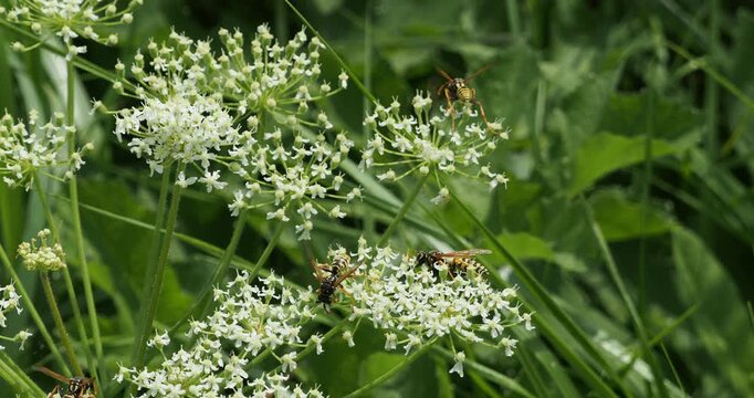 (Polistes dominula) A colony of European paper wasp feeding pollen on flowers in umbels of wild angelica (Angelica sylvestris)
