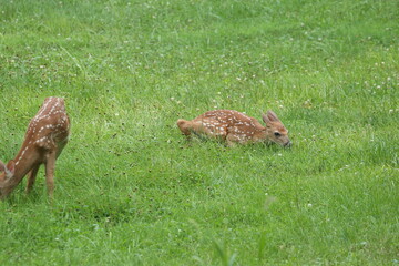 Doe Deer Baby Bambi Triplets