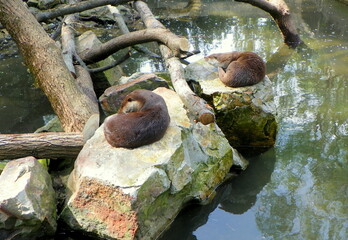 Obraz premium Poland, Warsaw, Ratuszowa 1/3, Warsaw Zoological Garden (Warsaw Zoo), a couple of otters